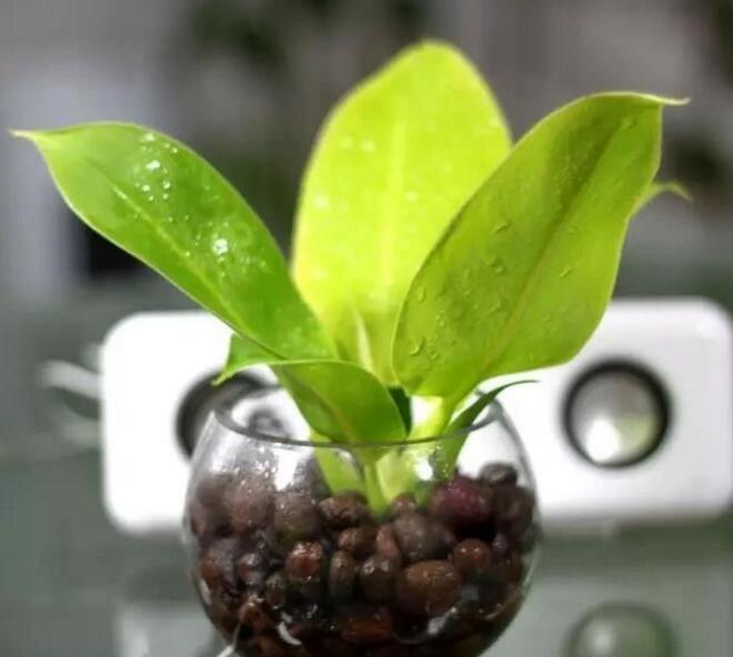 綠植養(yǎng)護(hù)之葉面清潔方法